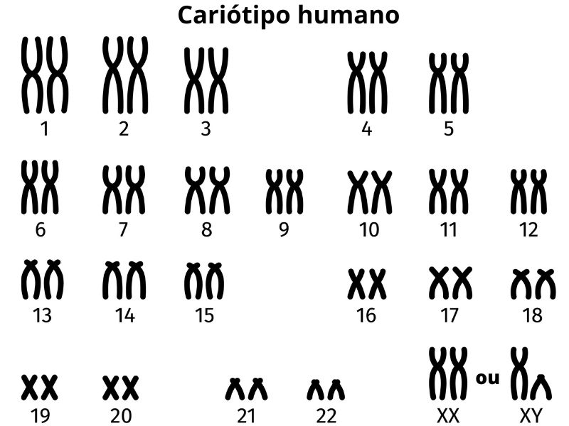 CariÃ³tipo humano, com seus 23 pares de cromossomos.