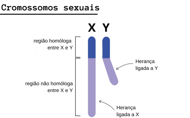 RepresentaÃ§Ã£o da estrutura dos cromossomos sexuais, que sÃ£o cromossomos nÃ£o homÃ³logos.