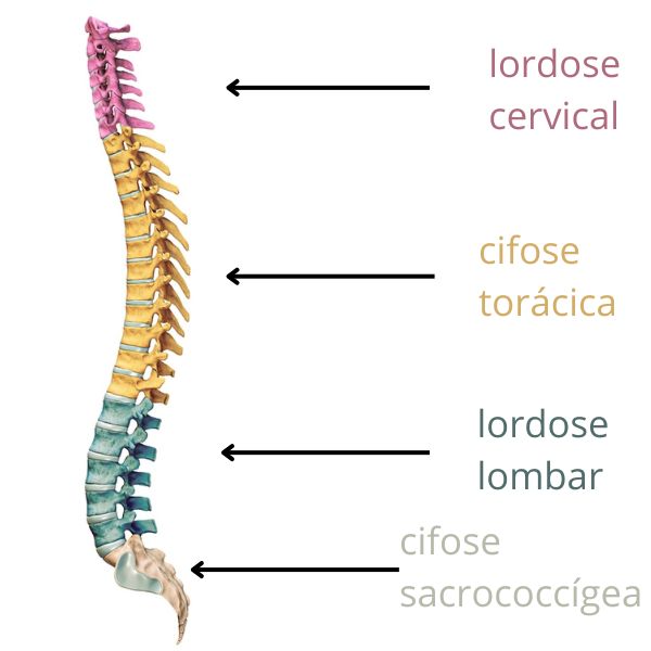 Curvaturas da coluna vertebral.