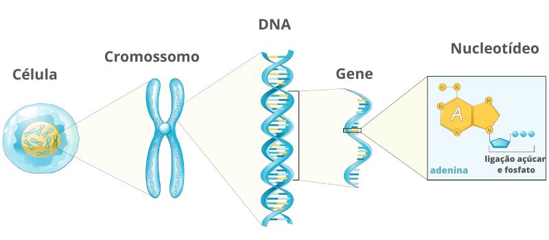RepresentaÃ§Ã£o do local onde se encontra o gene em uma cÃ©lula.