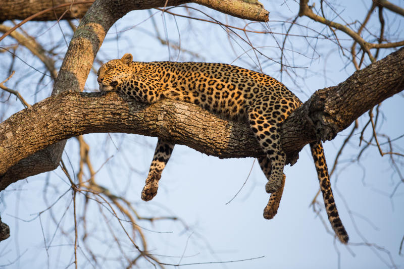 Leopardo deitado em galho de Ã¡rvore.