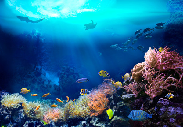 Peixes nadando no fundo do mar, um exemplo de ecossistema.