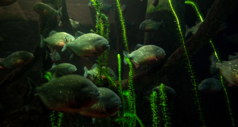Grupo de piranhas no rio Amazonas, um exemplo de ecossistema aquÃ¡tico.