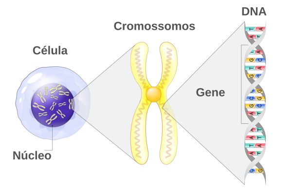 Representação da composição e localização de um cromossomo em uma célula.
