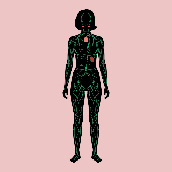 Representação gráfica do sistema linfático, um dos sistemas do corpo humano.