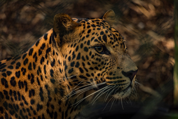 Vista da cabeça e parte do tronco de um leopardo.