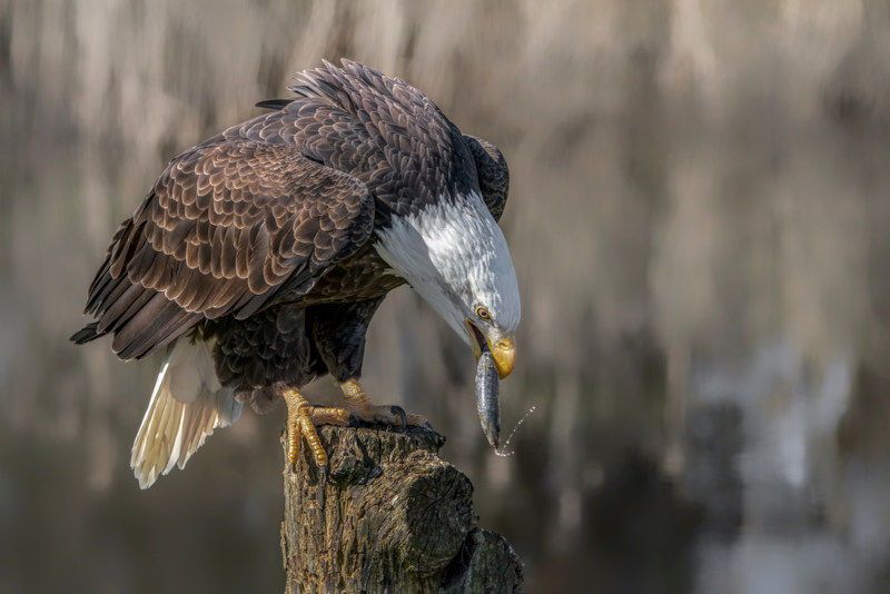 Ãguia-americana comendo um peixe.