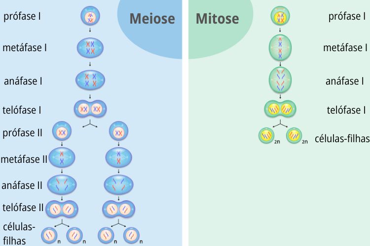 DiferenÃ§as entre mitose e meiose.