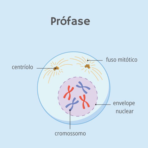 PrÃ³fase, fase da mitose.