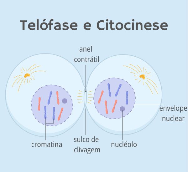 TelÃ³fase e citocinese, etapas da mitose.