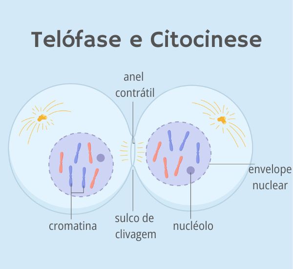 Última fase da divisão celular Respostas 