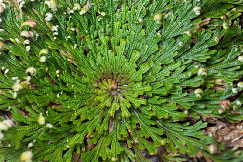 A Selaginella lepidophylla, tambÃ©m conhecida como planta da ressurreiÃ§Ã£o, Ã© uma pteridÃ³fita da famÃ­lia Selaginellaceae.