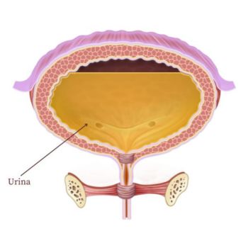 Bexiga urinária e estetoscópio