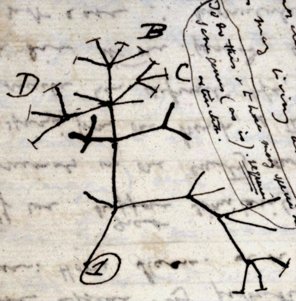 Esboço do primeiro diagrama de uma árvore evolutiva feito por Charles Darwin, que elaborou uma conhecida teoria da evolução.