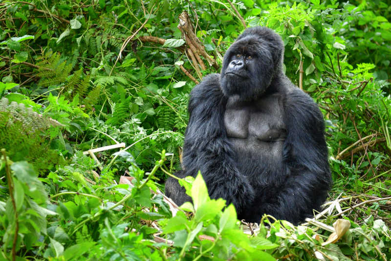 Gorila-das-montanhas, uma subespÃ©cie do gorila-oriental, uma das duas espÃ©cies de gorila.