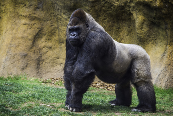 Gorila macho em um ambiente de vegetação.