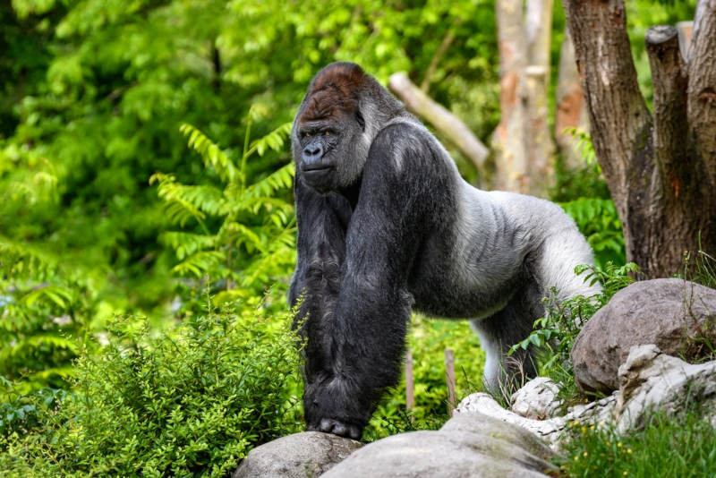Gorila-ocidental-das-terras-baixas, uma subespÃ©cie do gorila-ocidental, uma das duas espÃ©cies de gorila.