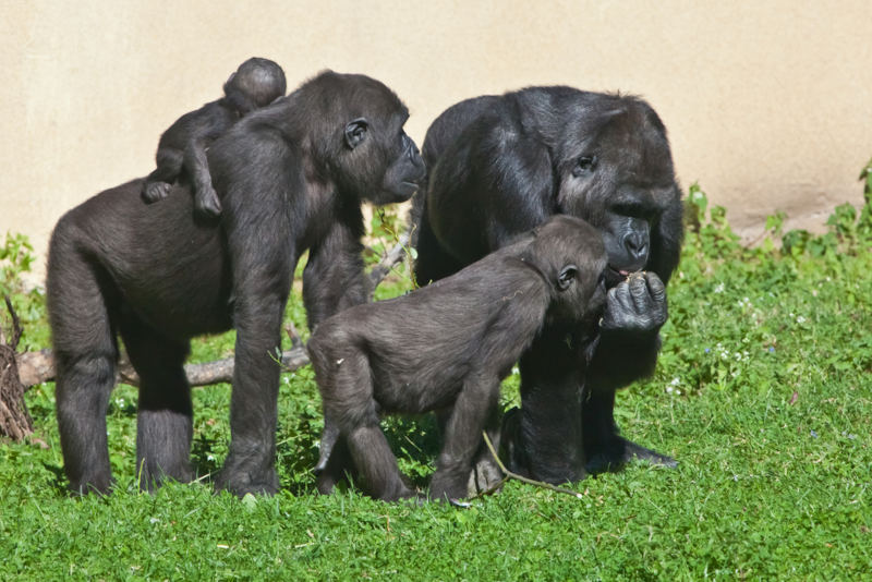Grupo de gorilas em um ambiente de vegetaÃ§Ã£o.
