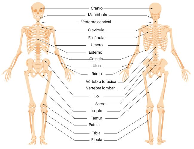 Nomes dos principais ossos do corpo humano.