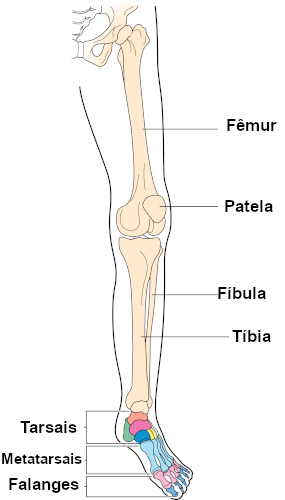 Nomes dos principais ossos que formam o membro inferior.
