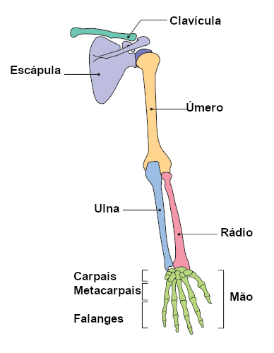 Nomes dos principais ossos que formam o membro superior.