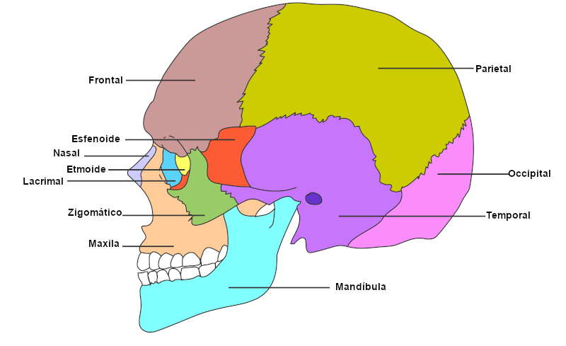 Nomes dos principais ossos da cabeÃ§a e sua localizaÃ§Ã£o