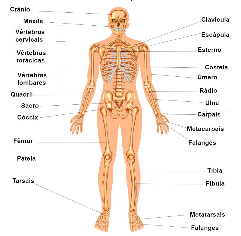 Nomes dos principais ossos que formam o esqueleto humano.
