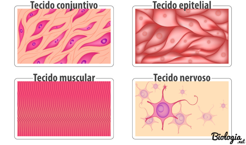 IlustraÃ§Ã£o dos principais tecidos do corpo humano, estudados na Histologia.