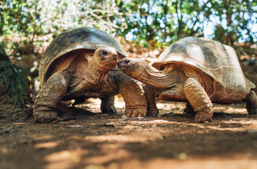 Duas tartarugas, animais que fazem parte da ordem Testudines (Chelonia), uma das classificaÃ§Ãµes dos rÃ©pteis.