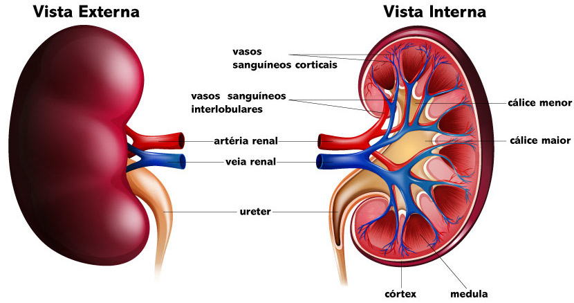 Anatomia externa e interna de cada rim. 