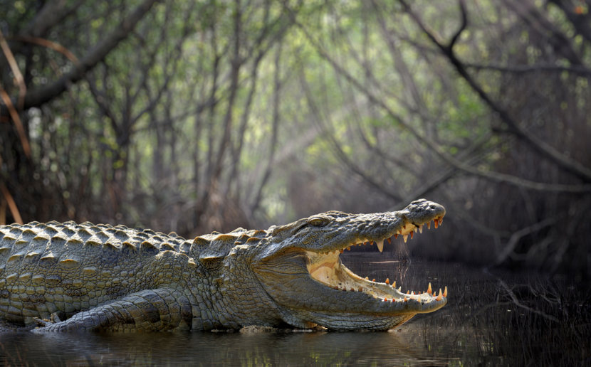 Imagem aproximada de um crocodilo, animal que faz parte da ordem Crocodilia, uma das classificaÃ§Ãµes dos rÃ©pteis.
