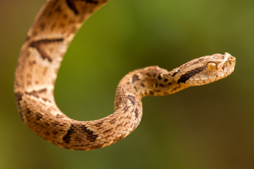 Imagem aproximada de uma cobra, animal que faz parte da ordem Squamata, uma das classificaÃ§Ãµes dos rÃ©pteis.
