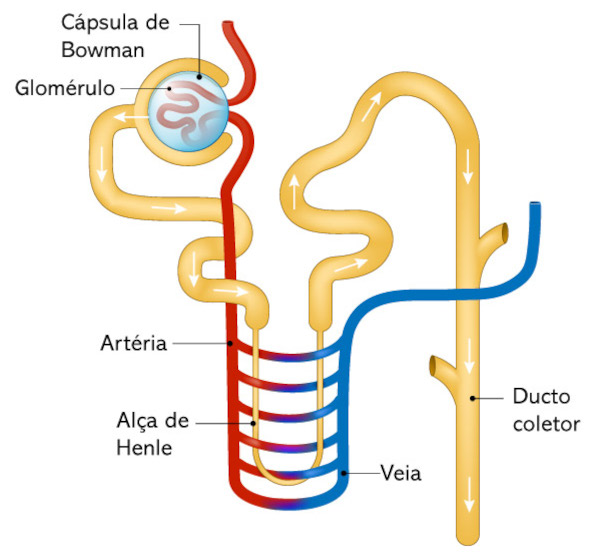 Estrutura do nÃ©fron, onde ocorre a filtraÃ§Ã£o do sangue nos rins.