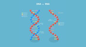 RNA