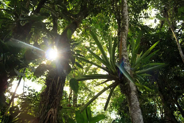 Mata Atlântica