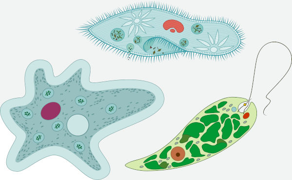 Ilustração de três protozoários, seres do reino Protista.