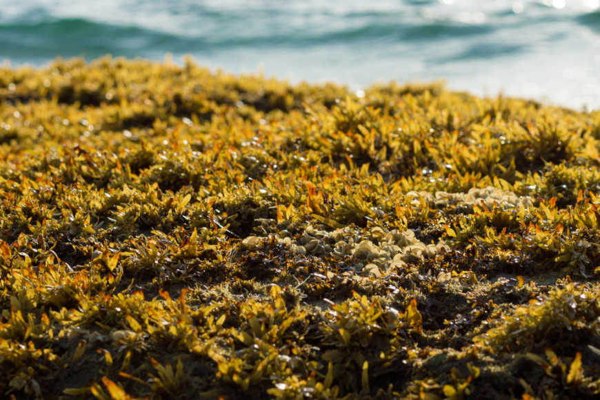 Algas marrons, representantes do reino Protista.