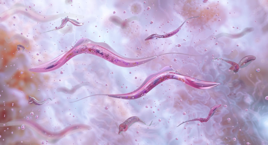 Ilustração da visão microscópica do Trypanosoma cruzi, protozoário representante do reino Protista.