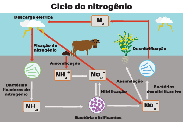Etapas do ciclo do nitrogênio