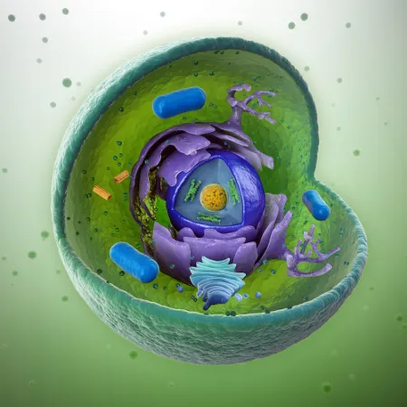 Citoplasma
