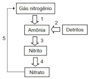 Etapas do ciclo do nitrogênio em questão do Enem.