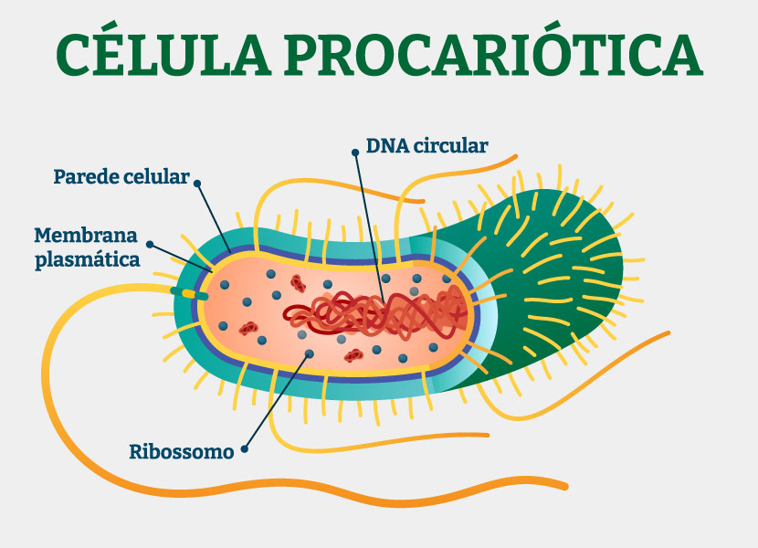 Estrutura de uma célula procariótica, um dos tipos de célula.