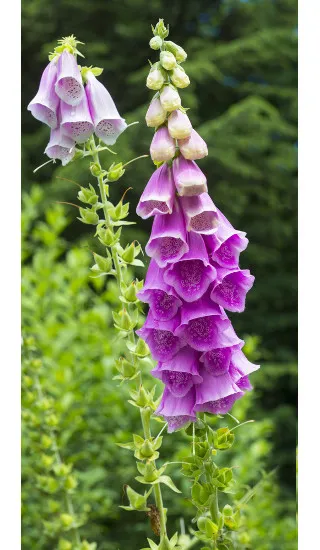 Classificação das flores