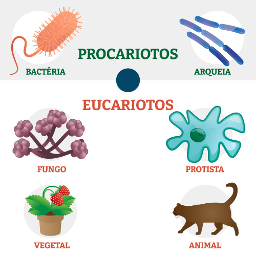 Ilustração mostrando as principais classificações das células.