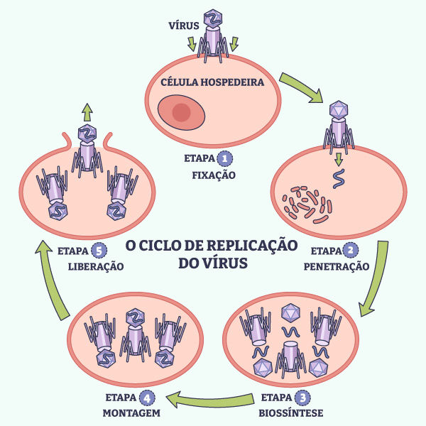 Ilustração representativa das etapas de replicação dos vírus.