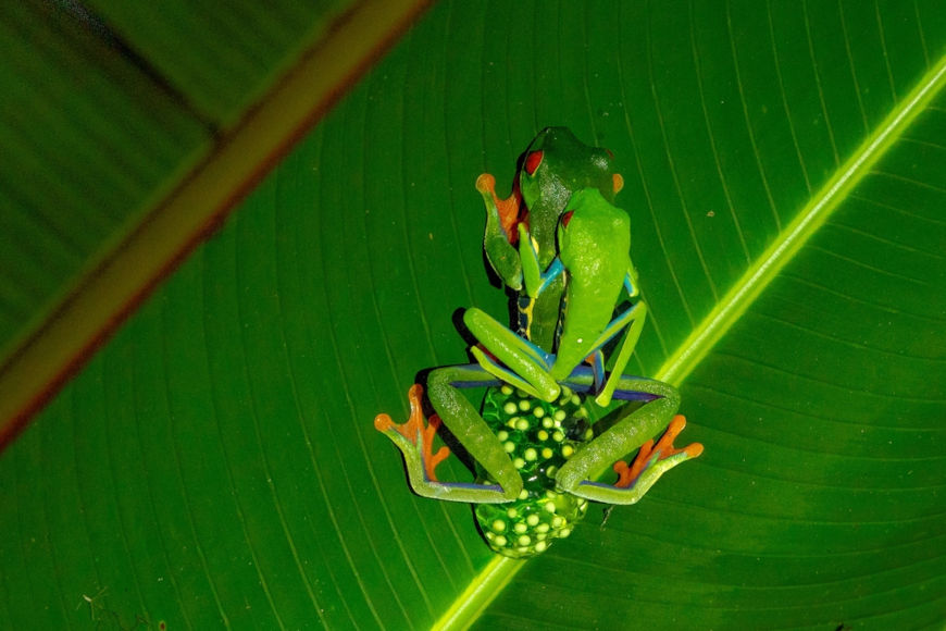 Fertilização externa em rãs.