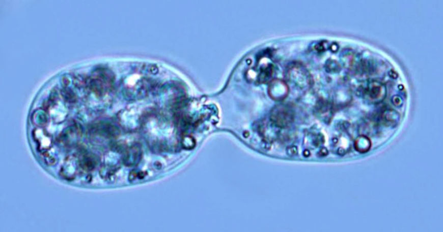 Microrganismo unicelular realizando reprodução assexuada.