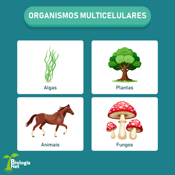 Ilustração mostrando organismos unicelulares, formados por mais de uma célula.