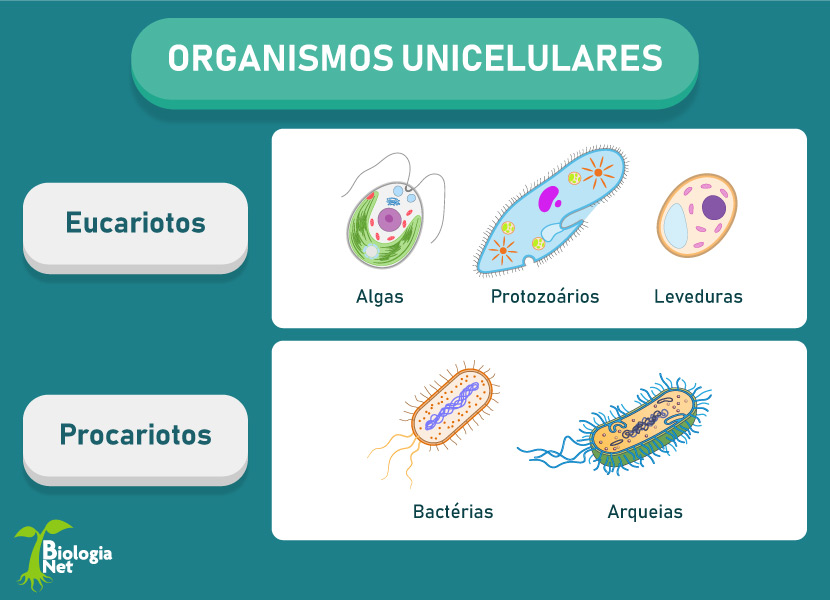 Ilustração mostrando organismos unicelulares, formados por apenas uma célula.