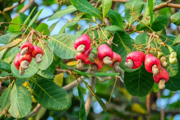 Pseudofrutos